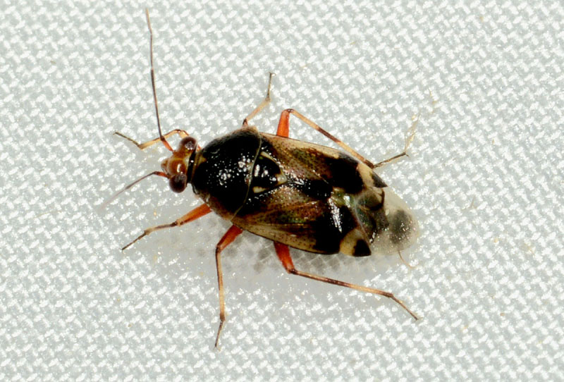 Miridae: Deraeocoris serenus